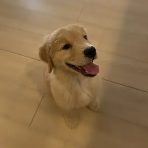 犬と暮らす人が抱える悩みを解消する Q&A まとめ