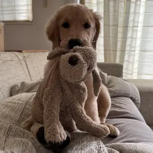 ドッグラン活用術！マナーと注意点を学ぼう