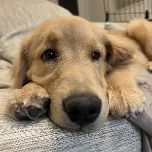初めて犬を飼う前に知っておきたい お迎え準備 完全ガイド