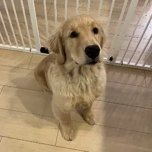 犬と一緒に楽しめる趣味を見つけよう！おすすめの アウトドア体験