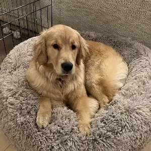 初心者も簡単！愛犬のためのトリミング基礎知識