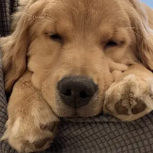 愛犬と暮らす幸せな毎日を叶える Dog Life のヒント10選