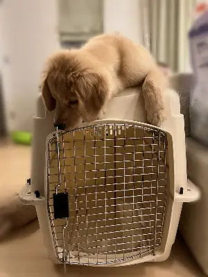 愛犬のかわいい写真を撮るコツ！スマホでも簡単プロの仕上がり