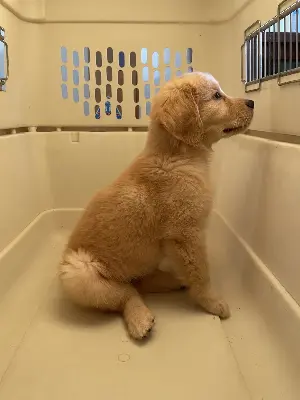 愛犬との絆を深める 室内遊びアイデア 7選