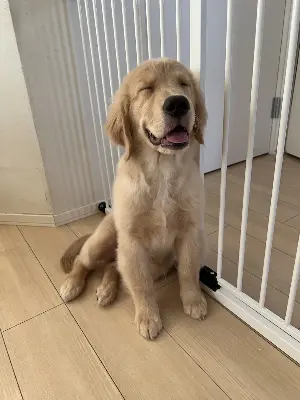 ペットと泊まれるおすすめの宿特集！全国厳選5施設