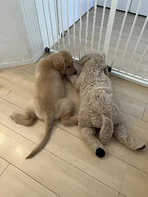 災害時に役立つ！愛犬との避難グッズと防災の心得