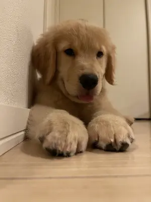 愛犬が喜ぶ！簡単に作れる手作り ドッグフード レシピ集