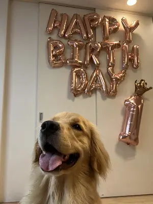 犬の困った行動を直す、効果的なしつけ法まとめ