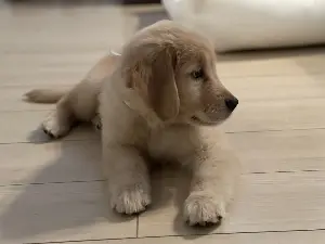 愛犬の健康寿命を延ばすための 食事とケア のコツとは？