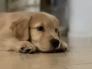 犬種別に見る！あなたにぴったりの 犬との暮らし方