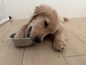 犬とのおでかけに最適な ドッグフレンドリーカフェ 7選