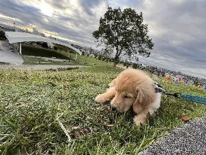 多頭飼いに挑戦！成功させるポイントと注意点