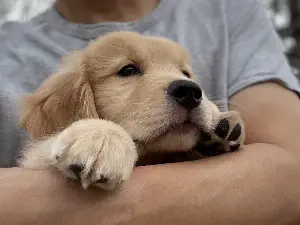 犬好きが選ぶ、本当に役立つ ペットグッズ ベスト5