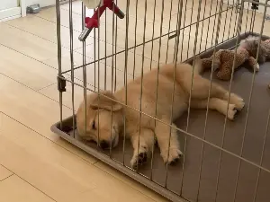 シニア犬と暮らすための、知っておきたい健康管理のポイント